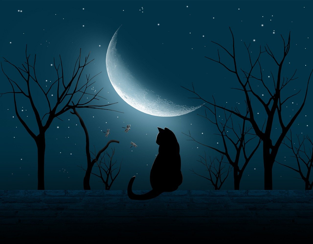 digital graphicscat, clip art, hd wallpapers-6747298.jpg