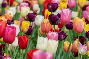 tulips, flower wallpaper, flowers-3365630.jpg